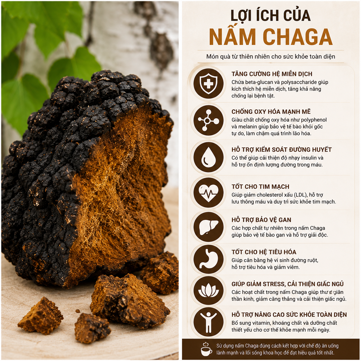 Nấm Chaga tác dụng gì? 10 lợi ích nổi bật của nấm Chaga đối với sức khỏe